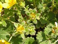 Potentilla Megalantha (fam. Rosacees) (Japon, Kamchatka, Iles Kouriles) (4) (Photo F. Mrugala)
